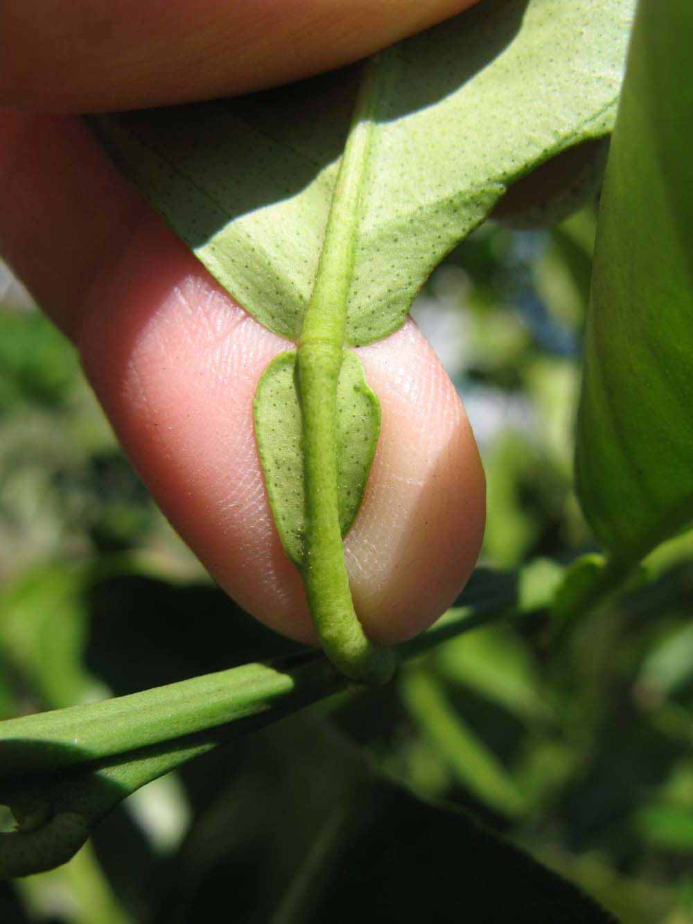              Petiole (Winter Haven, FL)       